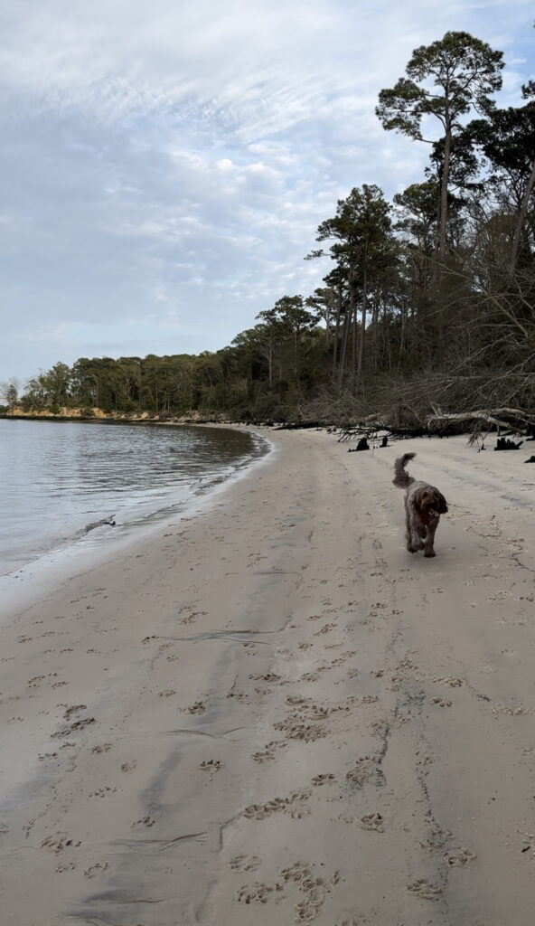 Your Complete Guide To Camping at Carolina Beach State Park