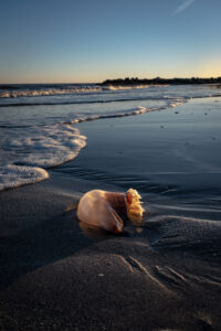 12 Amazing Things To Do Near Edisto Beach South Carolina